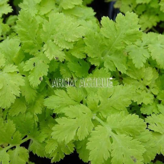 Camomille Dor E Bio Tanacetum Parthenium Aureum Arom Antique