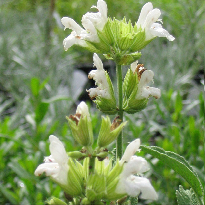 Sauge à Fleurs Blanche Salvia Officinalis Albiflora Arom