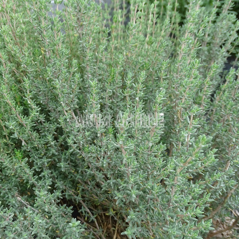 Thym à Thymol Thymus Vulgaris L Thymoliferum 450 Aromatiques Bio