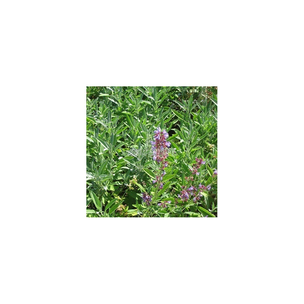 Sauge officinale (Salvia officinalis) - Ladrôme - 10 ml