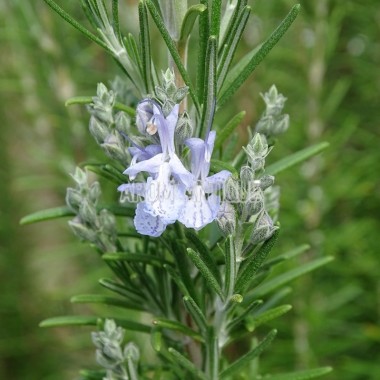 Romarin 'Sudbury Blue' Bio