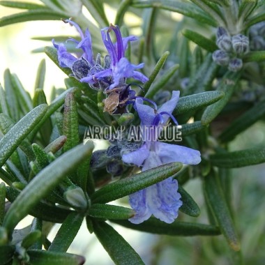 Romarin 'Fota Blue' Bio