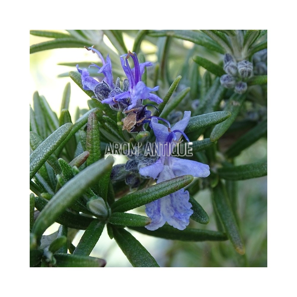 Romarin 'Fota Blue' en fleurs