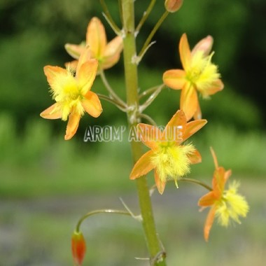 Bulbine jaune bio