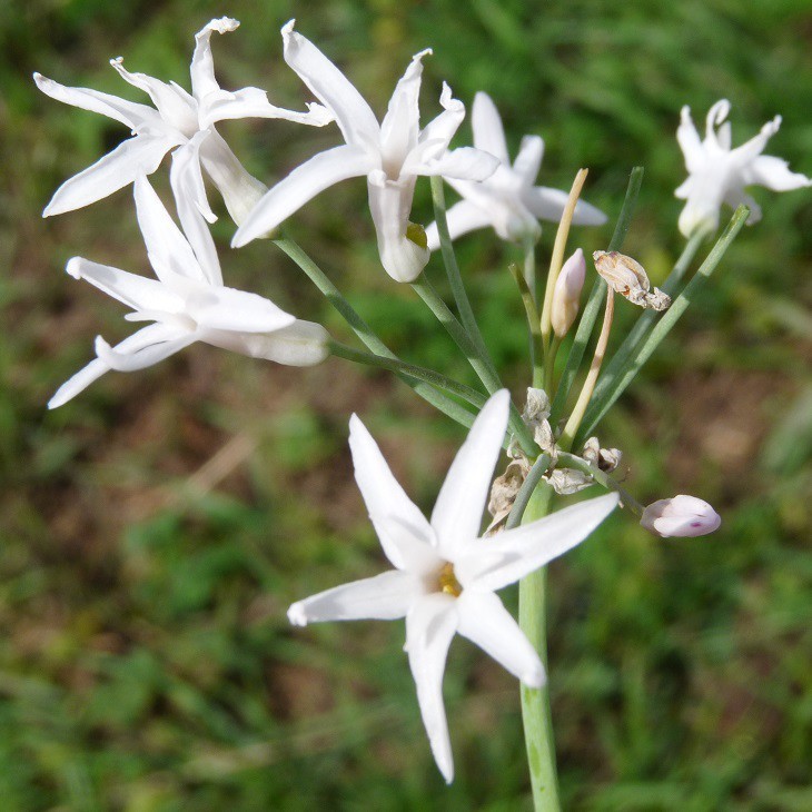 Ail Dafrique Du Sud à Fleurs Blanches Tulbaghia Violacea Alba