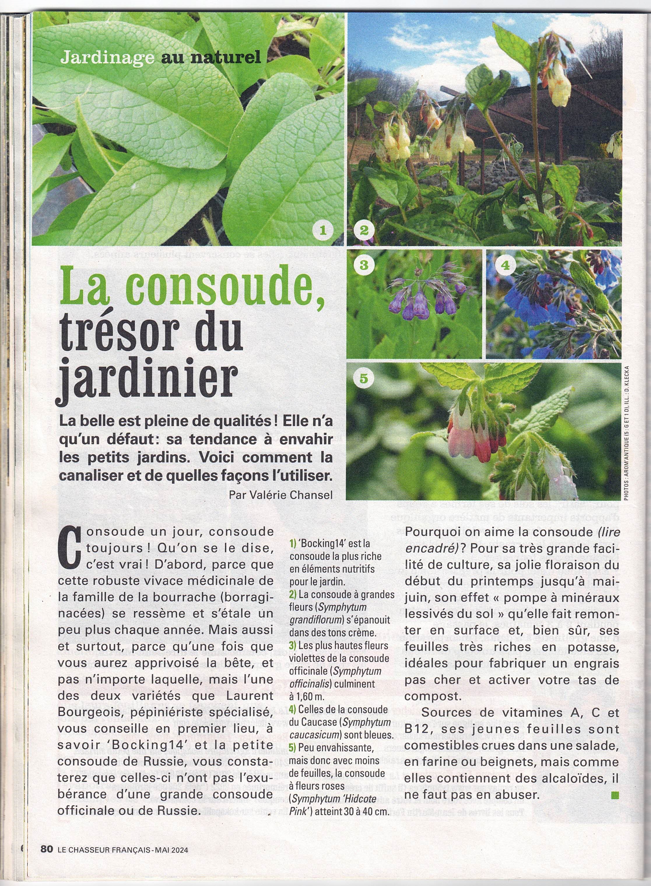 Consoude, trésor du jardinier