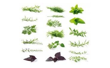 Récolte et conservation des plantes aromatiques