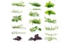 Récolte et conservation des plantes aromatiques