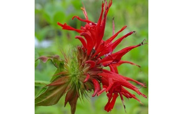 Monarde en vidéo, redécouvrez le thé rouge 