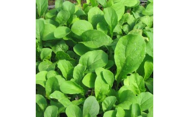 roquette en vidéo, une saveur piquante et relevée.