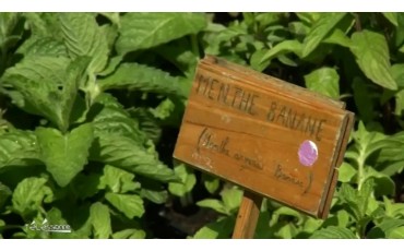 La biodiversité des plantes à Courson au journal télévisé