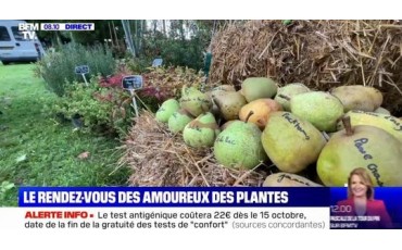 Un reportage sur Arom'antique à BFMTV