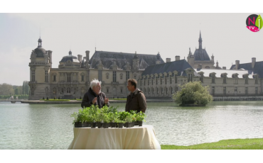 Nos plantes aromatiques dans un reportage à Chantilly