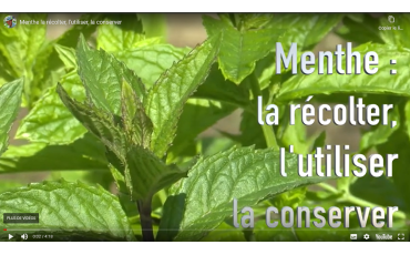 La menthe, tous les conseils d'utilisations, de récolte et de culture.